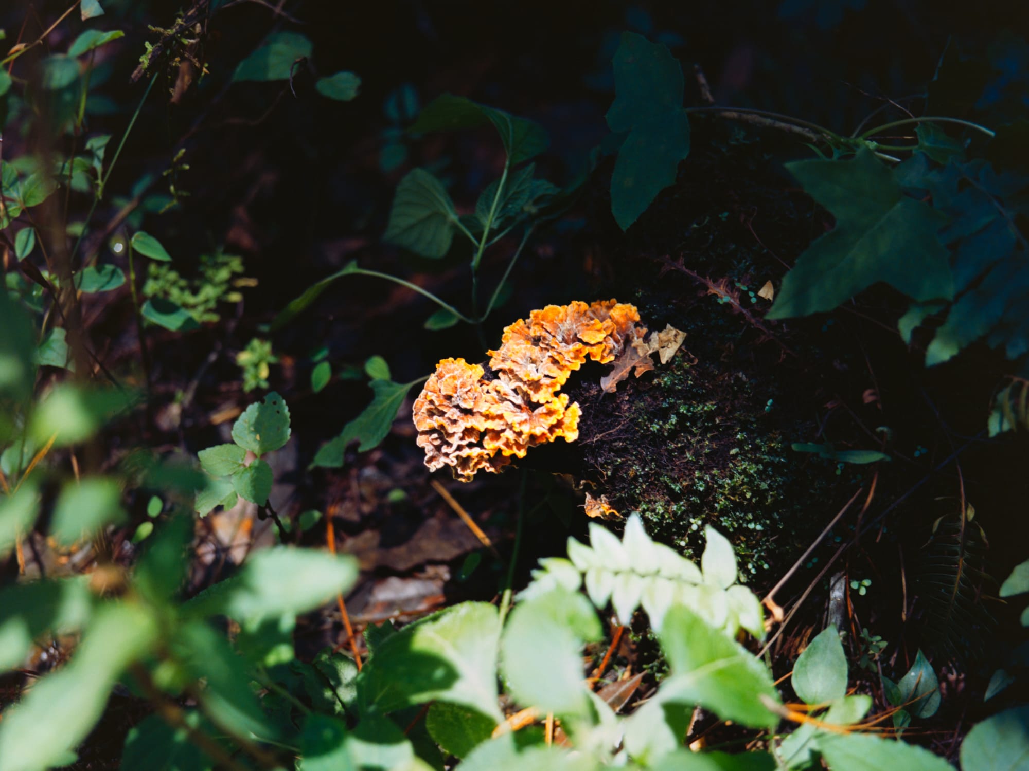 Agosto: Entre la Lluvia y la Hojarasca