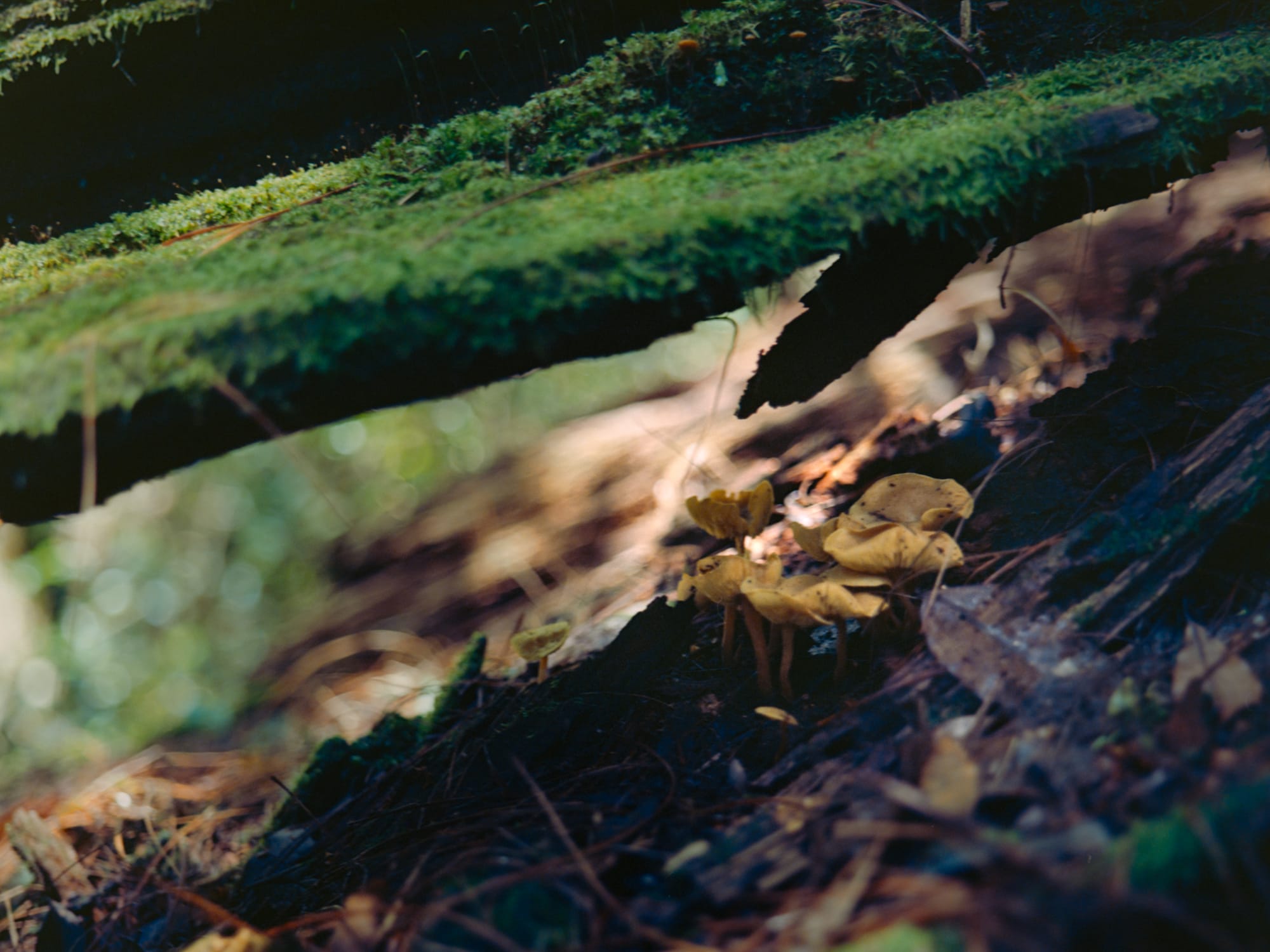 Agosto: Entre la Lluvia y la Hojarasca
