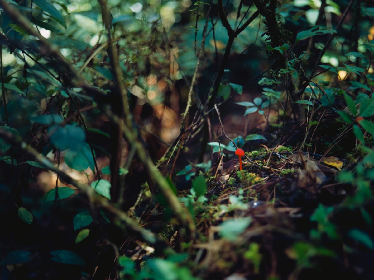 [en] August: Between the Rain and the Fallen Leaves